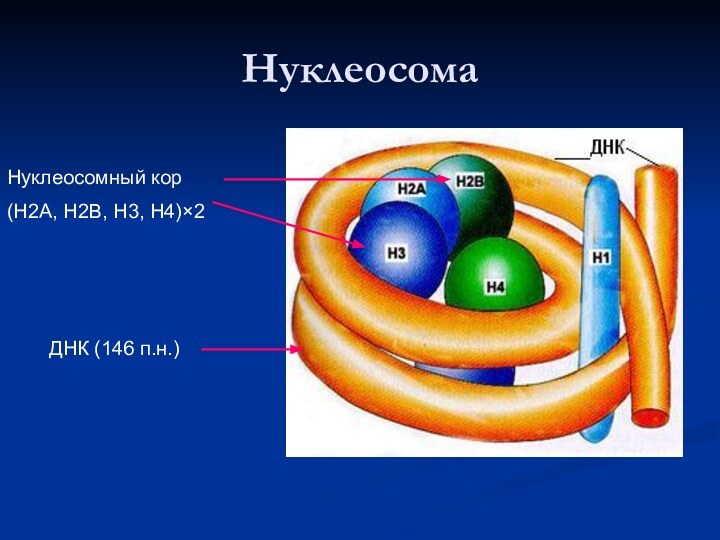 НуклеосомаНуклеосомный кор(Н2А, Н2В, Н3, Н4)×2ДНК (146 п.н.)