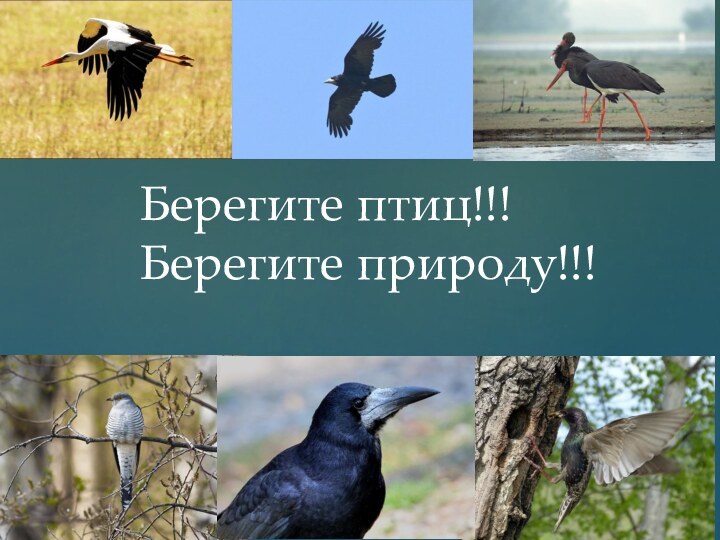 Берегите птиц!!! Берегите природу!!!