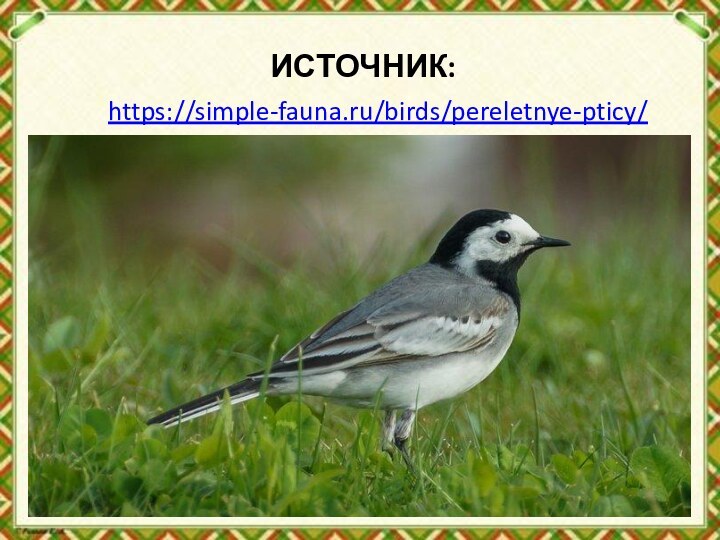 ИСТОЧНИК:https://simple-fauna.ru/birds/pereletnye-pticy/