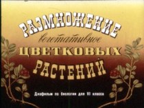 Презентация Вегетативное размножение цветковых растений