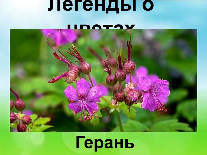 Легенды о цветах Герань