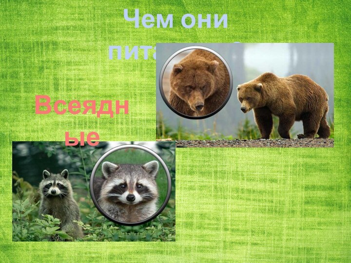 Чем они питаются?Всеядные