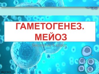 Презентация по теме Гаметогенез. Мейоз