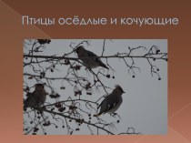 Презентация Осёдлые и кочующие птицы