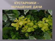 Презентация Кустарники - украшение сада