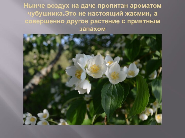 Нынче воздух на даче пропитан ароматом чубушника.Это не настоящий жасмин, а совершенно