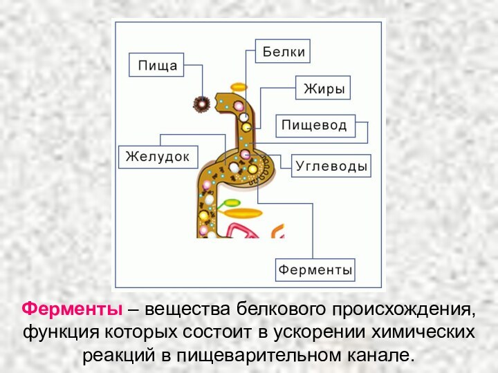 Ферменты – вещества белкового происхождения, функция которых состоит в ускорении химических реакций в пищеварительном канале.