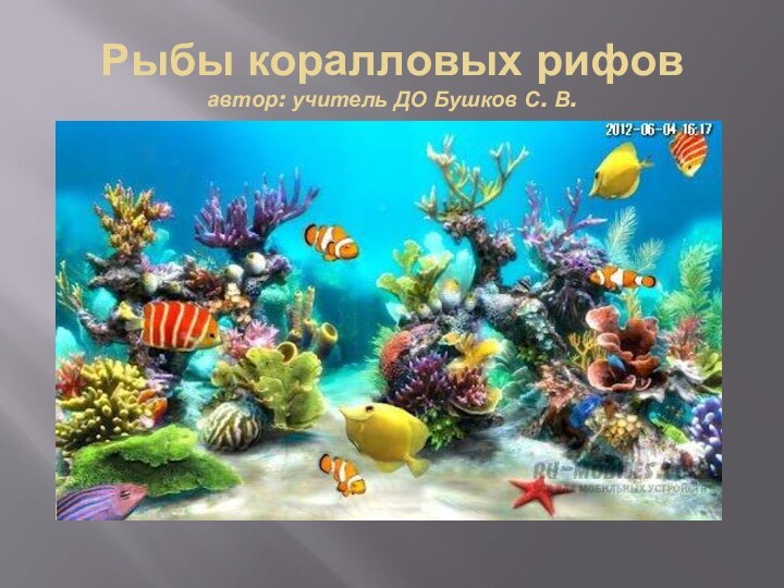 Рыбы коралловых рифов автор: учитель ДО Бушков С. В.