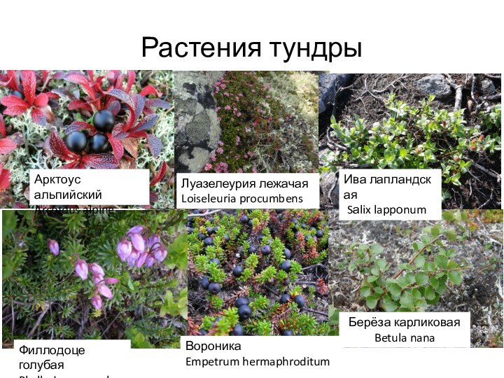 Растения тундрыАрктоус альпийскийArcotous alpineЛуазелеурия лежачаяLoiseleuria procumbensФиллодоце голубаяPhyllodoce coeruleaБерёза карликоваяBetula nanaИва лапландская Sаlix lappоnum ВороникаEmpetrum hermaphroditum