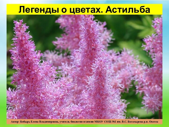 Легенды о цветах. Астильба Автор: Бобырь Елена Владимировна, учитель биологии и