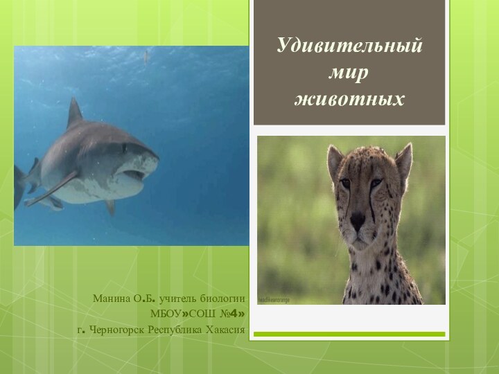 Удивительный  мир  животныхМанина О.Б. учитель биологии МБОУ»СОШ №4» г. Черногорск Республика Хакасия