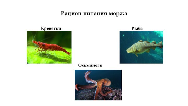 Рацион питания моржаКреветкиРыба