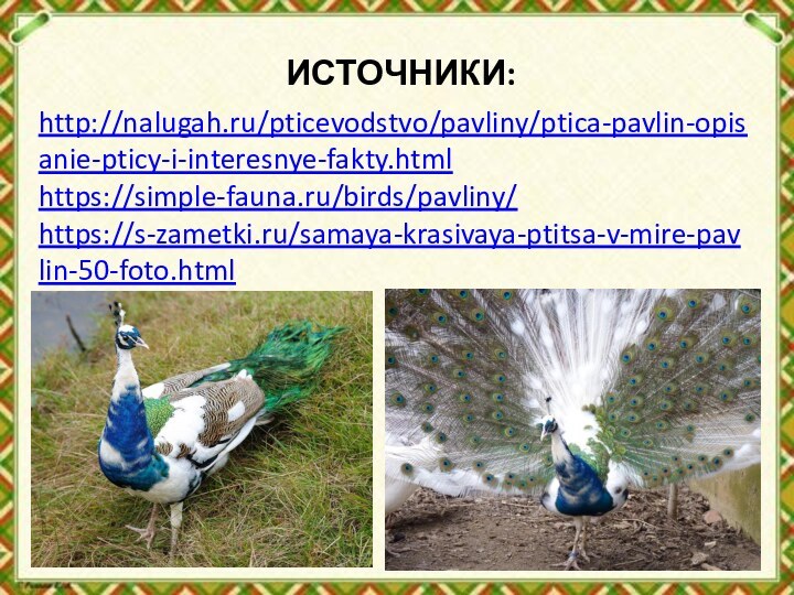 ИСТОЧНИКИ:http://nalugah.ru/pticevodstvo/pavliny/ptica-pavlin-opisanie-pticy-i-interesnye-fakty.htmlhttps://simple-fauna.ru/birds/pavliny/https://s-zametki.ru/samaya-krasivaya-ptitsa-v-mire-pavlin-50-foto.html