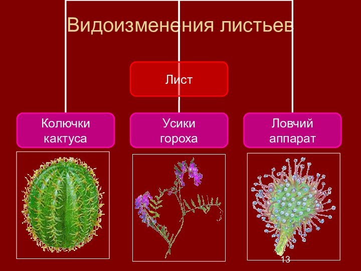 Видоизменения листьев