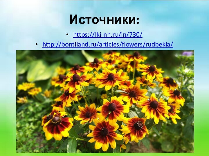 Источники:https://lki-nn.ru/in/730/http://bontiland.ru/articles/flowers/rudbekia/