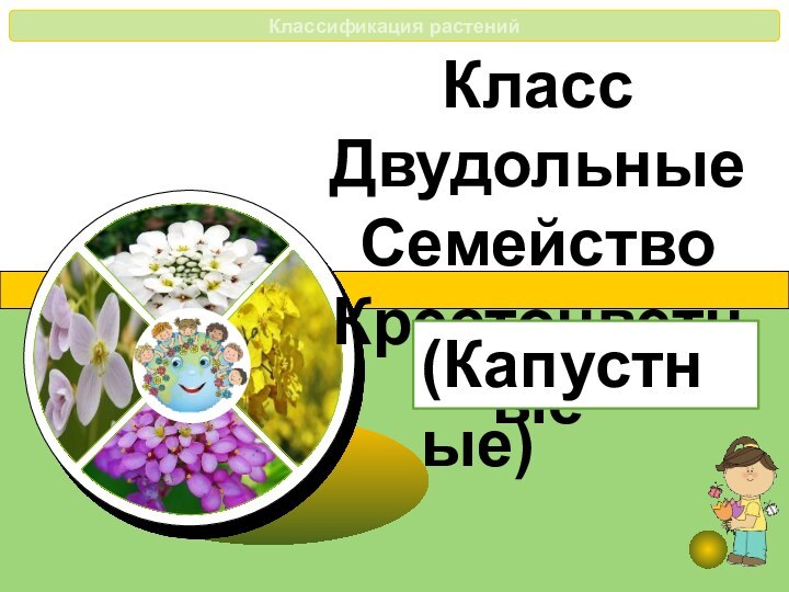 Класс ДвудольныеСемейство Крестоцветные(Капустные)