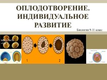 Презентация к уроку биологии по теме оплодотворение.Индивидуальное развитие