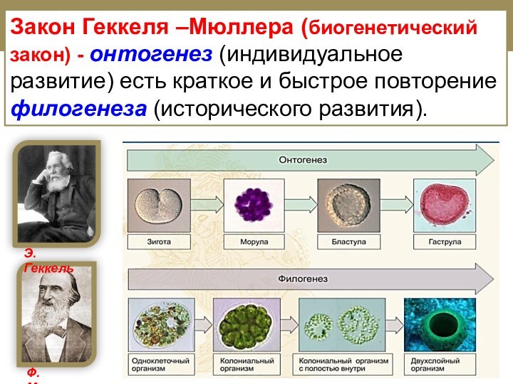 Закон Геккеля –Мюллера (биогенетический закон) - онтогенез (индивидуальное развитие) есть краткое и