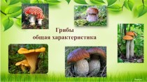 Презентация Общая характеристика грибов