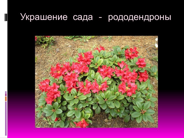 Украшение сада - рододендроны