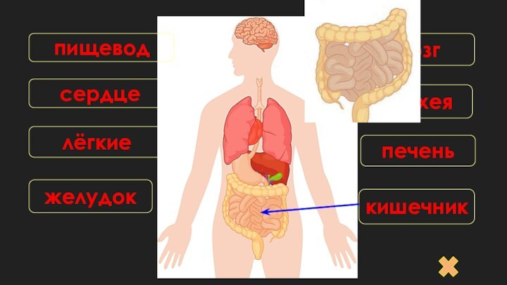 сердцекишечникмозгжелудоклёгкиепеченьтрахеяпищевод
