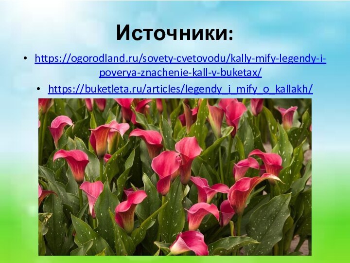 Источники:https://ogorodland.ru/sovety-cvetovodu/kally-mify-legendy-i-poverya-znachenie-kall-v-buketax/https://buketleta.ru/articles/legendy_i_mify_o_kallakh/