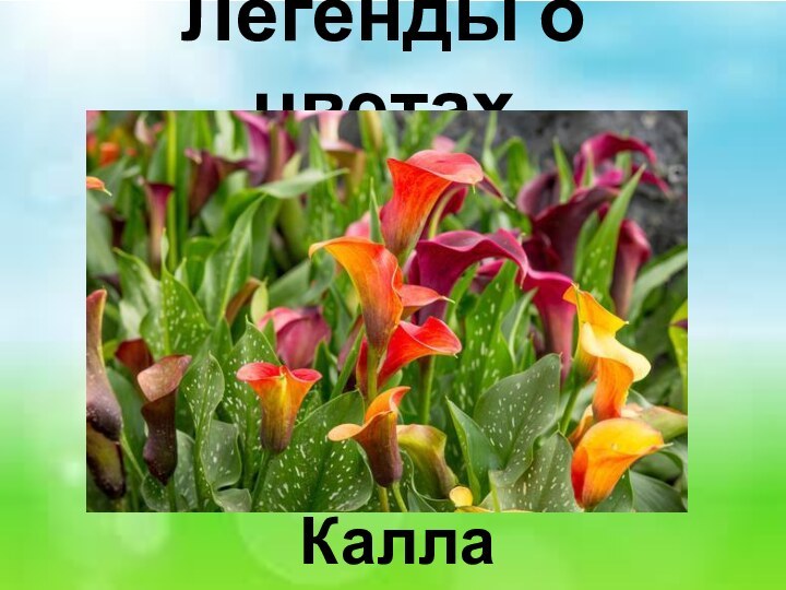 Легенды о цветах Калла