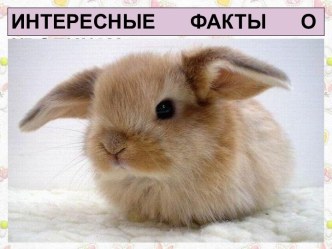Презентация Интересные факты о кроликах