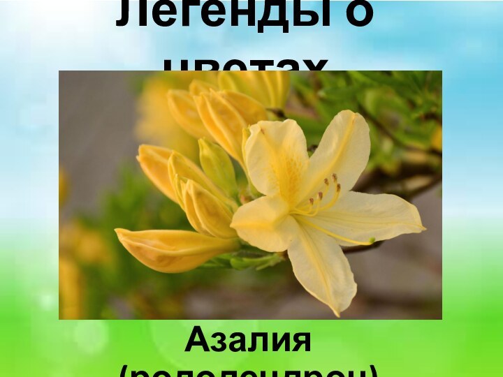 Легенды о цветах Азалия (рододендрон)