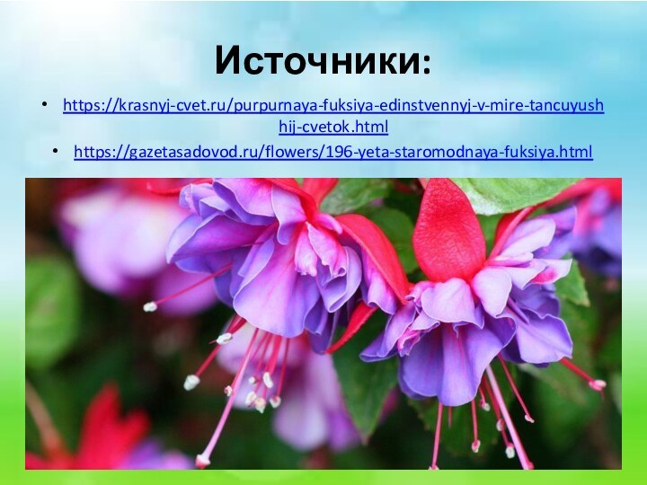 Источники:https://krasnyj-cvet.ru/purpurnaya-fuksiya-edinstvennyj-v-mire-tancuyushhij-cvetok.htmlhttps://gazetasadovod.ru/flowers/196-yeta-staromodnaya-fuksiya.html