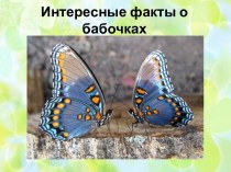 Презентация Интересные факты о бабочках. Часть 1