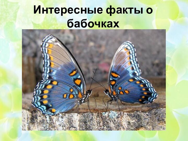 Интересные факты о бабочках