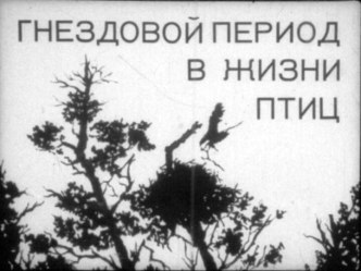 Презентация Гнездовой период в жизни птиц