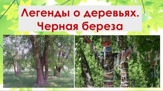 Презентация Легенды о деревьях. Черная береза