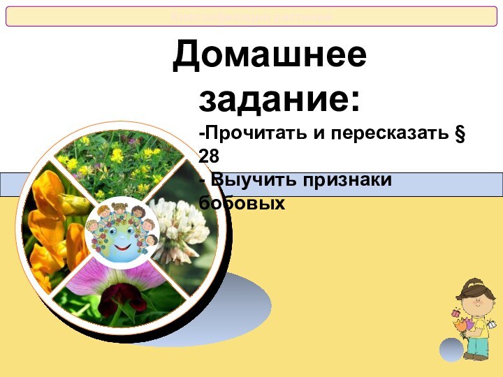 Домашнее задание: -Прочитать и пересказать § 28 - Выучить признаки бобовых