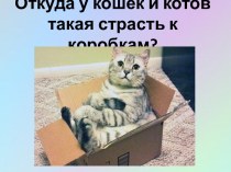 Презентация Откуда у кошек и котов такая страсть к коробкам?