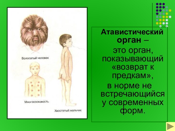 Атавистический орган –  это орган, показывающий «возврат к предкам»,