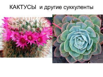 Презентация Кактусы и другие сукуленты