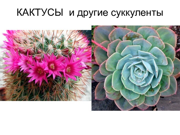 КАКТУСЫ и другие суккуленты