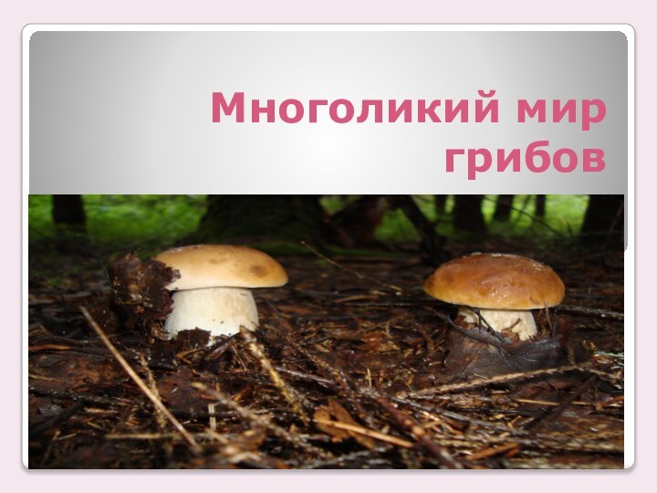 Многоликий мир грибов
