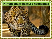 Презентация Интересные факты о леопардах
