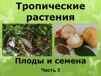 Презентация Тропические растения. Плоды и семена, часть 5