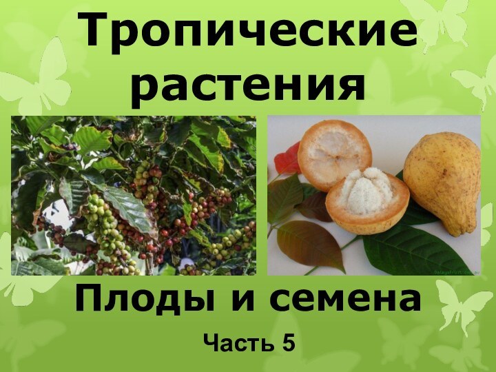 Тропические растения    Плоды и семенаЧасть 5