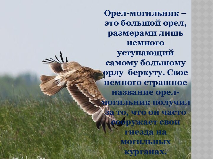 Орел-могильник – это большой орел, размерами лишь немного уступающий самому большому орлу  беркуту.