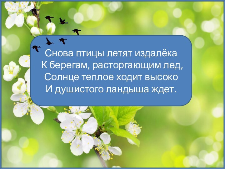 Снова птицы летят издалёка К берегам, расторгающим лед, Солнце теплое ходит высоко И душистого ландыша ждет. 