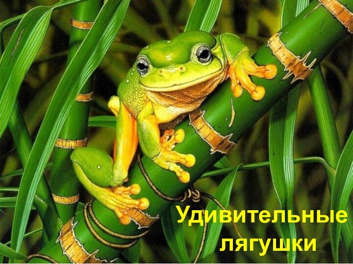 Удивительные лягушки