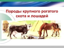 Презентация Породы крупного рогатого скота и лошадей