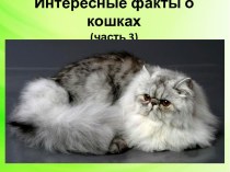 Презентация Интересные факты о кошках, (часть 3)