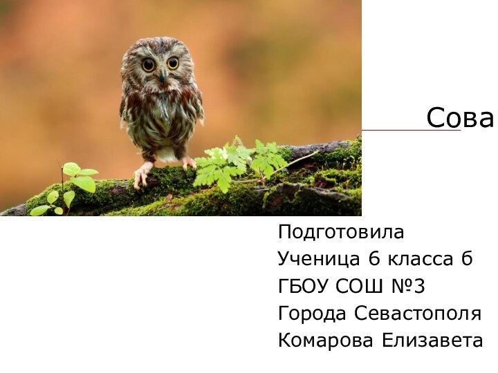 СоваПодготовила Ученица 6 класса бГБОУ СОШ №3Города СевастополяКомарова Елизавета