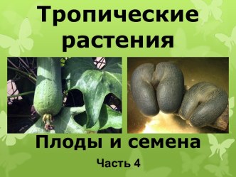 Презентация Тропические растения. Плоды и семена, часть 4